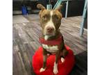 Adopt Sage a American Staffordshire Terrier