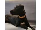 Adopt Ella a Mountain Cur, Black Labrador Retriever