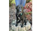 Adopt Mary - ADOPTION PENDING!! a Black Labrador Retriever