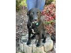 Adopt Mary a Black Labrador Retriever