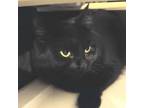 Adopt Tobra a Domestic Medium Hair