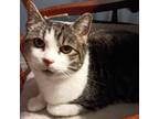 Adopt Coolata a Domestic Short Hair