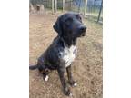 Adopt Odette a Australian Shepherd, Labrador Retriever