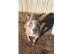 Adopt Shadow a American Bully, Pit Bull Terrier
