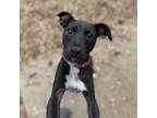 Adopt Black Widow 01-1114 a American Staffordshire Terrier