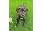 Adopt Anaconda a Pit Bull Terrier, American Staffordshire Terrier