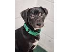 Adopt Cobra a Pit Bull Terrier, American Staffordshire Terrier