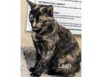 Adopt Leah a Domestic Short Hair