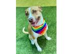 Adopt ALEXANDRA a Pit Bull Terrier, Plott Hound