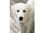 Adopt Penelope - Foster to Adopt a Great Pyrenees