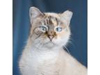 Adopt Cecilia a Domestic Short Hair, Siamese