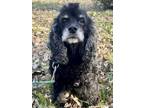 Adopt Romy a Cocker Spaniel