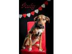 Adopt Ruby a Coonhound
