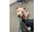 Adopt Valentine a Pit Bull Terrier, Mixed Breed