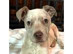 Adopt Pearl a Cattle Dog, Pit Bull Terrier