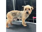 Adopt Mallory Archer a Yorkshire Terrier