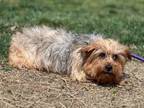 Adopt Pam Poovey a Yorkshire Terrier