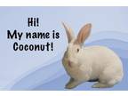 Adopt Coconut a New Zealand