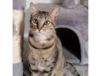 Adopt Bellini a Domestic Short Hair, Tabby