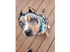 Adopt TUPPI a Pit Bull Terrier, Mixed Breed