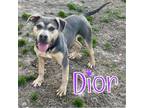 Adopt Dior a American Staffordshire Terrier