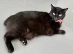 Adopt Maleficent a Manx