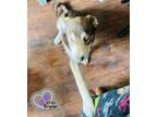 Adopt Olivia - Mouse Litter a Husky, Mixed Breed