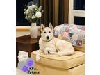 Adopt Chloe a Husky, Labrador Retriever