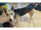 Adopt Enid a Husky, Terrier