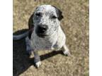 Adopt Cinder CFS# 240016169 a Australian Cattle Dog / Blue Heeler