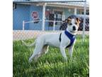 Adopt Jenna a Jack Russell Terrier