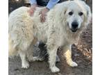 Adopt Olivia a Great Pyrenees