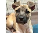 Adopt Debbie Gibson a Boxer, Australian Cattle Dog / Blue Heeler