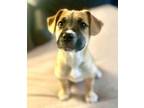 Adopt Paula Abdul a Boxer, Australian Cattle Dog / Blue Heeler