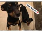 Adopt Cindy and Cass a Chiweenie
