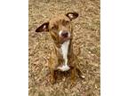 Adopt Lovey A048199 a Pit Bull Terrier, Mixed Breed