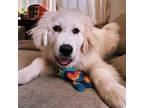 Adopt Rory a Great Pyrenees