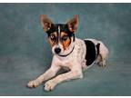 Adopt Cinder a Rat Terrier