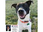 Adopt Sadie a Border Collie