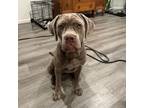 Adopt Remi a Cane Corso