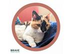 Adopt Charlotte a Domestic Short Hair