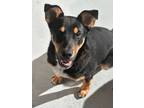 Adopt Tiffany #7976 a Miniature Pinscher, Doberman Pinscher