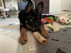 Adopt Emerie a Rottweiler, German Shepherd Dog