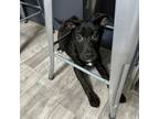 Adopt Nina a German Shepherd Dog, Black Labrador Retriever