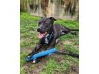 Adopt Cher a Pit Bull Terrier, Mixed Breed