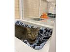 Adopt Mabel a Domestic Short Hair