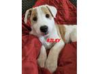Adopt Riley a Border Collie, Pit Bull Terrier
