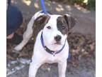 Adopt LUCY a Mixed Breed