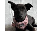 Adopt Honeydew a Shepherd, Labrador Retriever