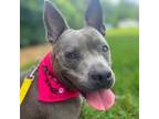 Adopt Lollipop a Mixed Breed